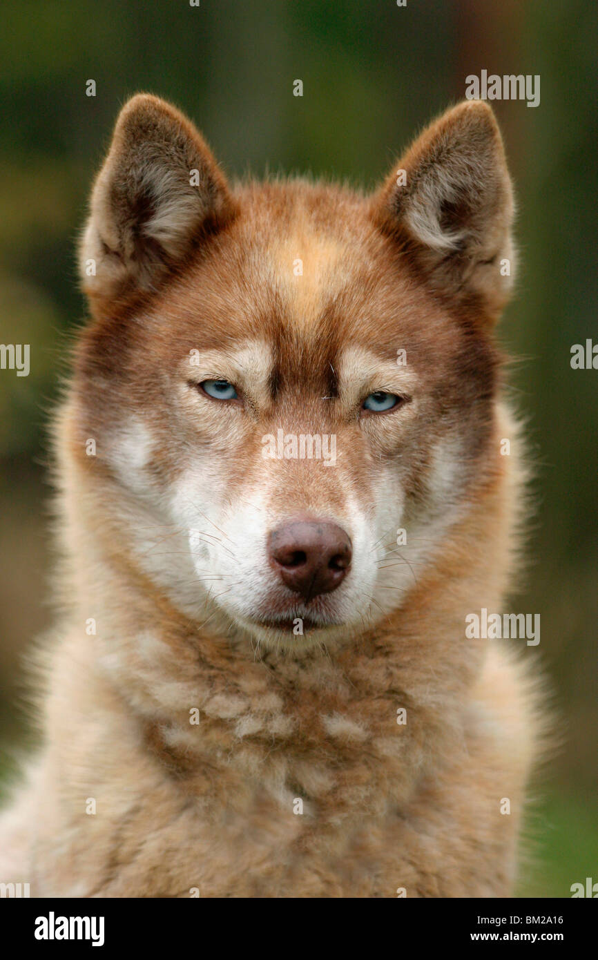 Grönlandhund Im Portrait / Hundsköpfe Stockfoto