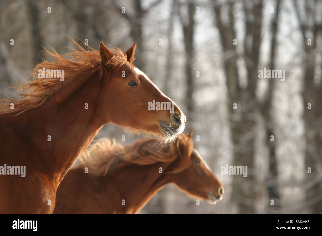 Rennende Morgan Pferde / Pferde laufen Stockfoto