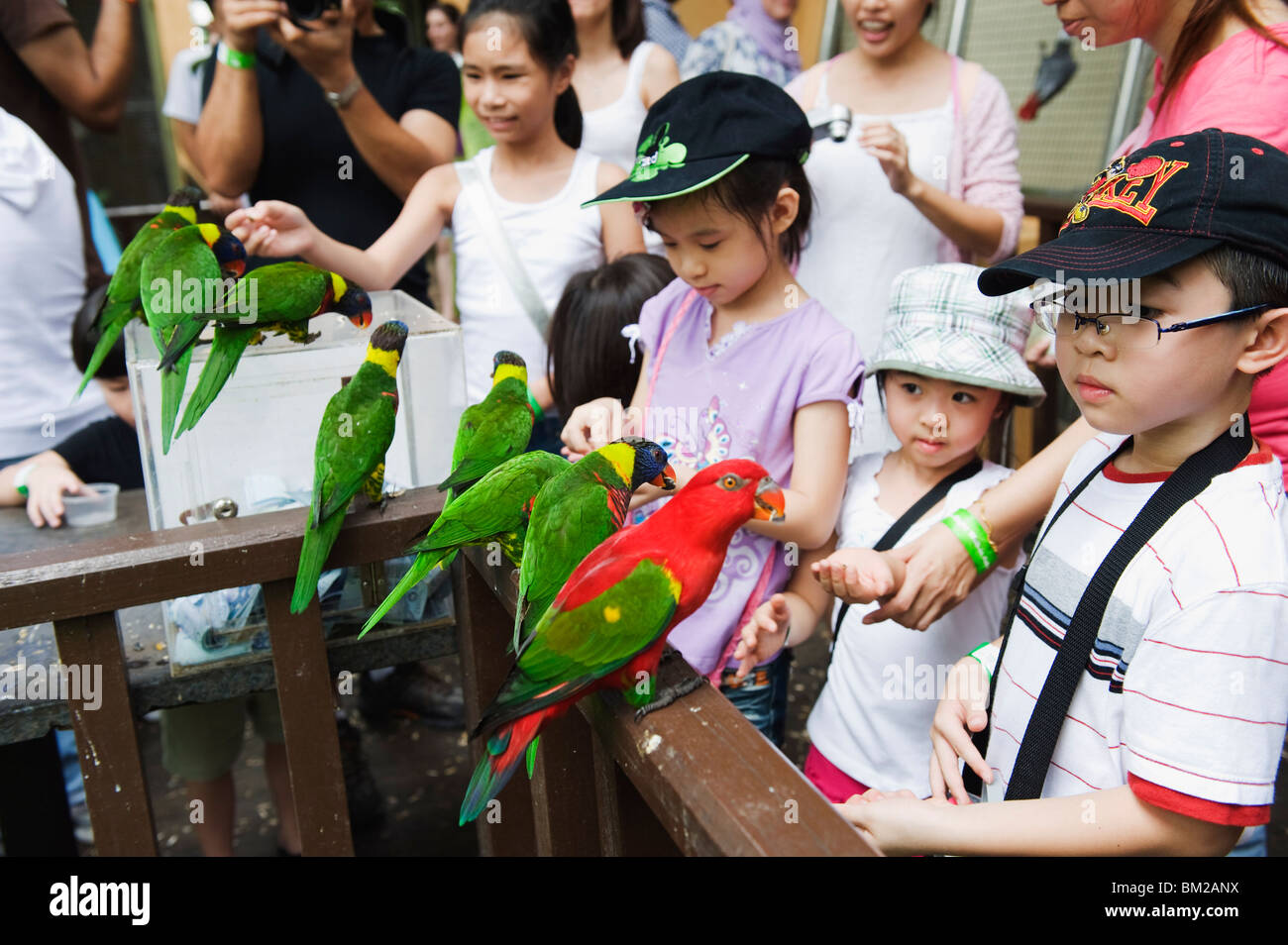 Kinder füttern Sittiche in Welt der Papageien, KL Vogelpark Kuala Lumpur, Malaysia, Südost-Asien Stockfoto