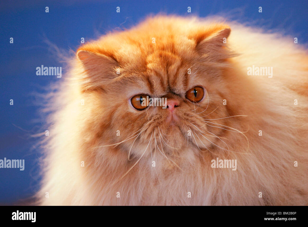 Perserkatze / Perserkatze Portrait Stockfoto