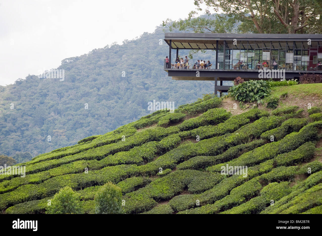 Geben Sie Tee-Shop auf einer Teeplantage, BOH Sungai Palas Teeplantage, Cameron Highlands, Perak, Malaysia, Südost-Asien Stockfoto