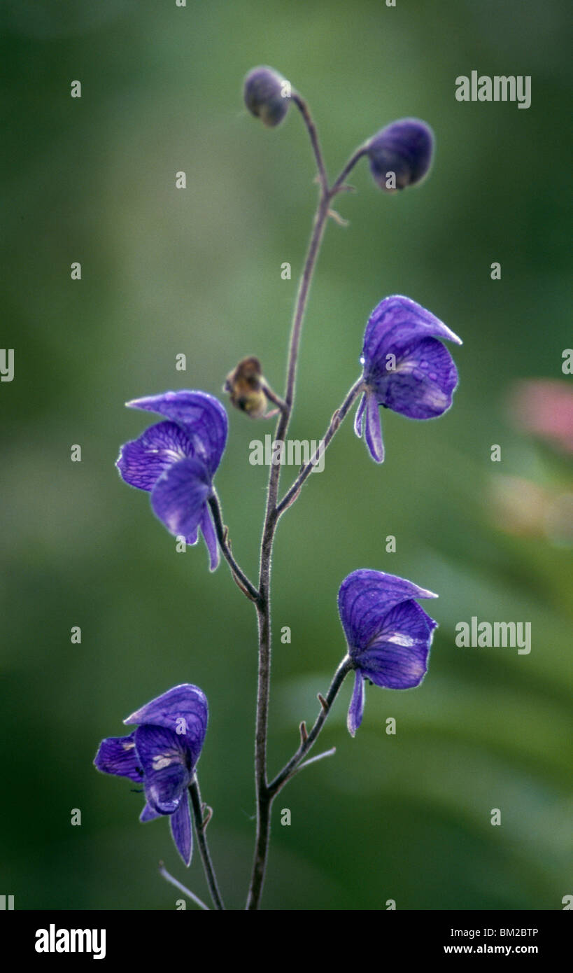 Nahaufnahme der Eisenhut Blumen Stockfoto