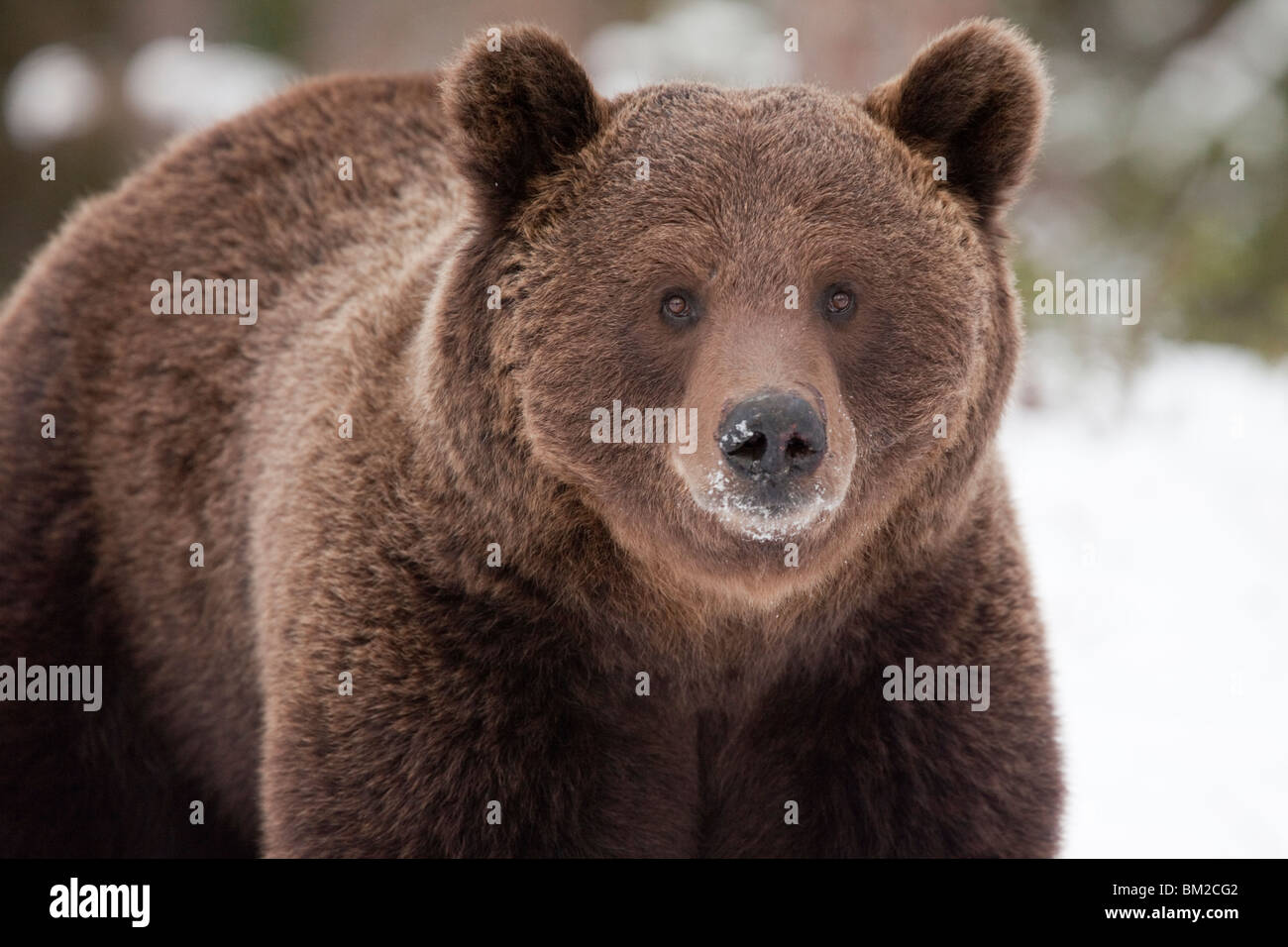 Eurasische Braunbären in den Schnee in der Taiga-Wald. Stockfoto