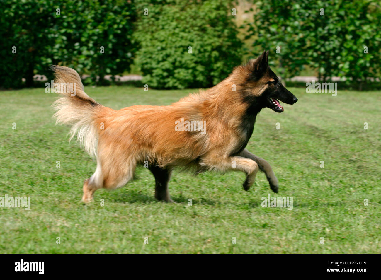 Tervueren in Bewegung / Tervuren in Aktion Stockfoto