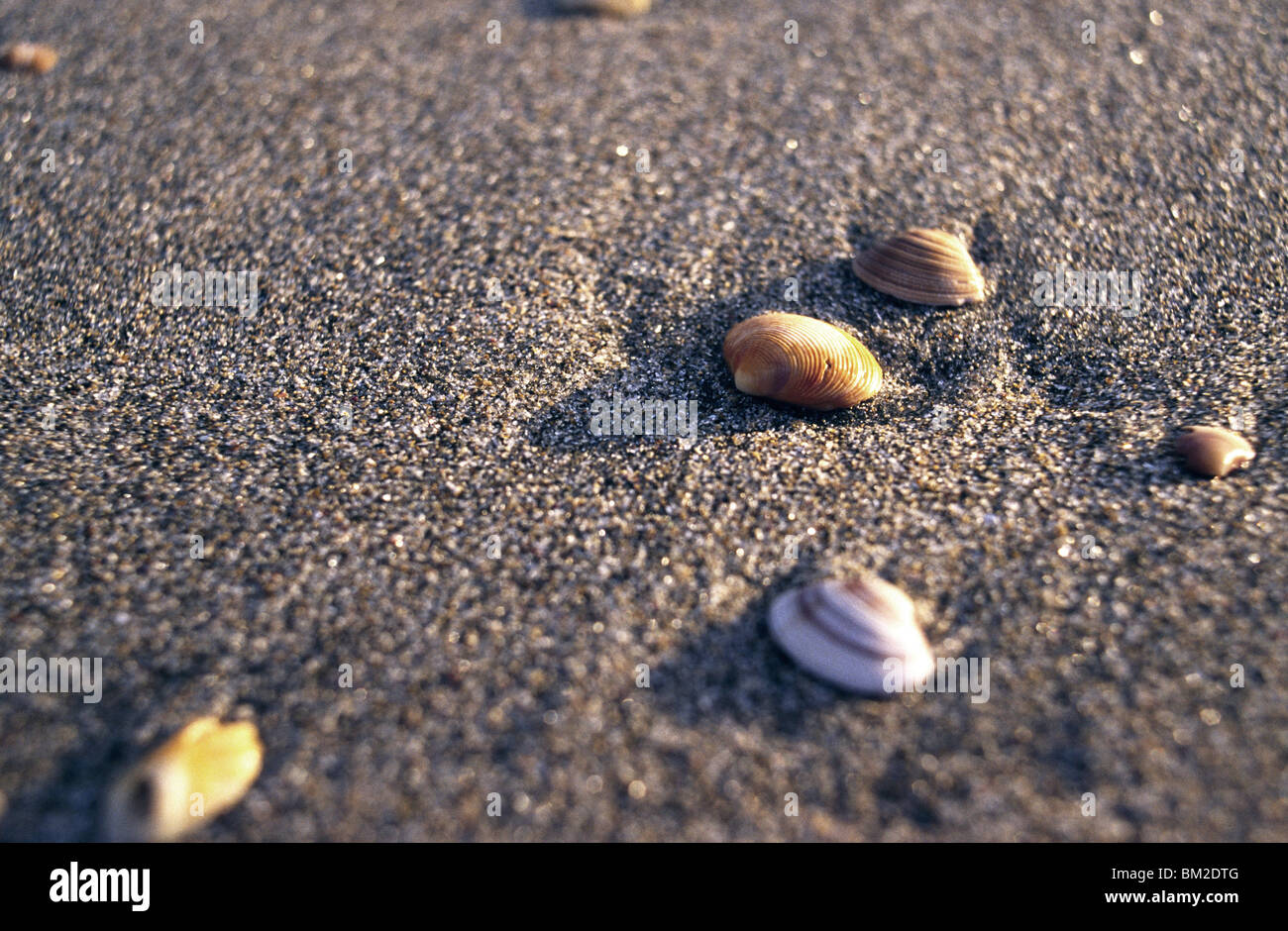 Muscheln am Sandstrand in Neuseeland Stockfoto