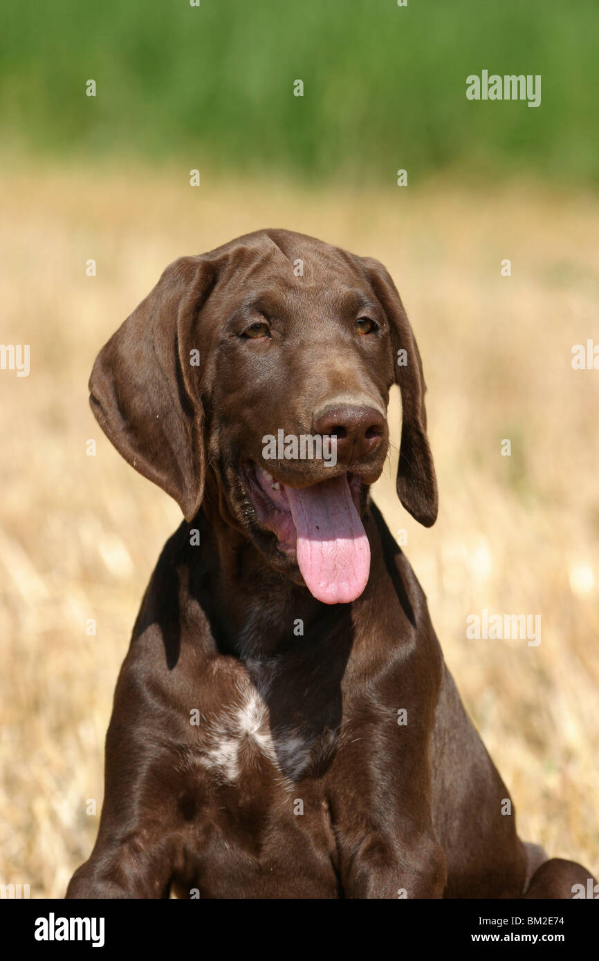 Deutsch Kurzhaar / Deutscher Kurzhaariger Vorstehhund Stockfoto