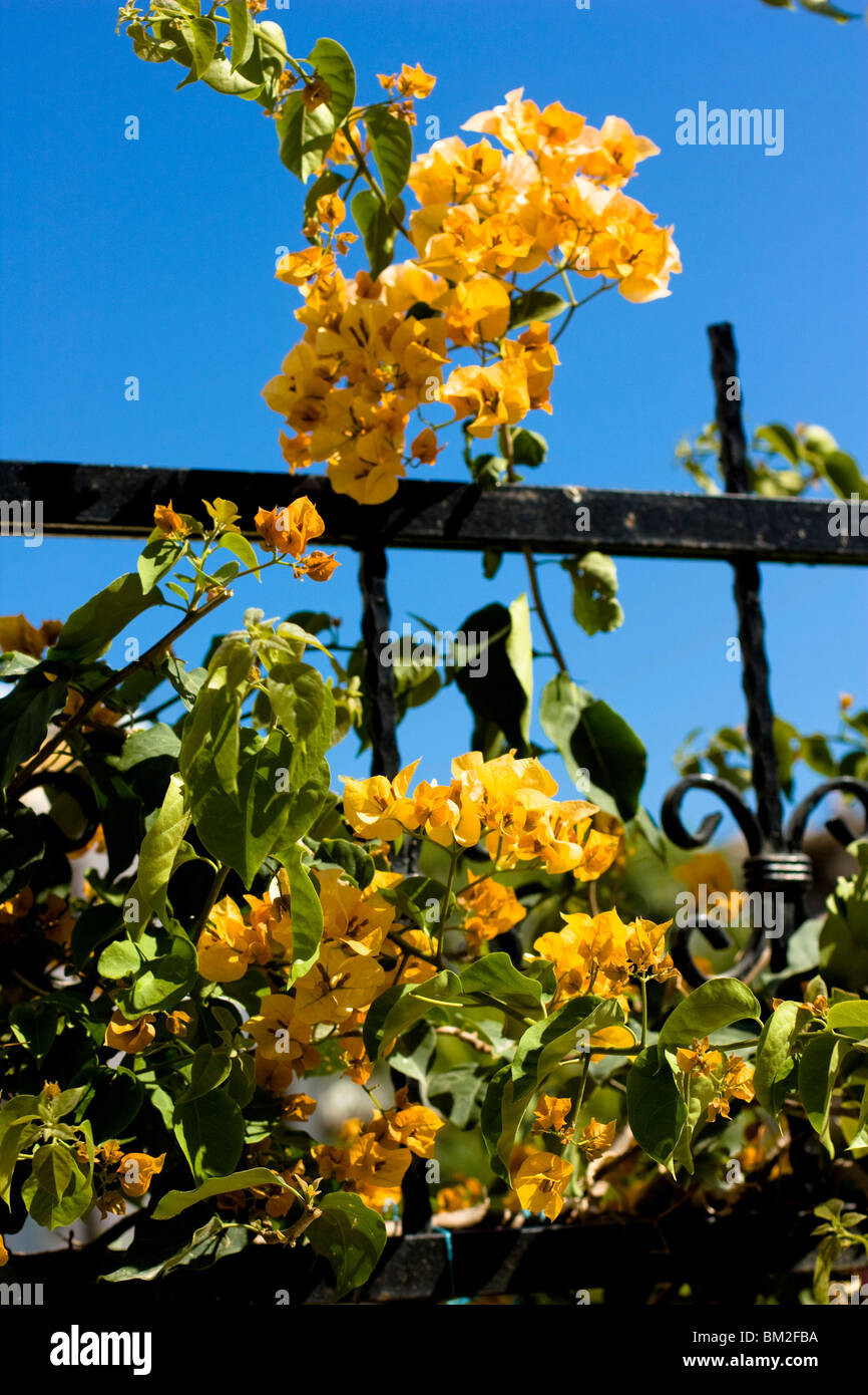 Bougainvillea (Bougainvillea Spectabilis) in Alanya, Türkei. Stockfoto