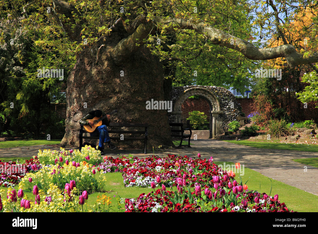 Man sitzt auf der Bank von 200-Jahr-alte orientalische Platane in West Gate Gärten Canterbury Kent England Gitarre spielen Stockfoto