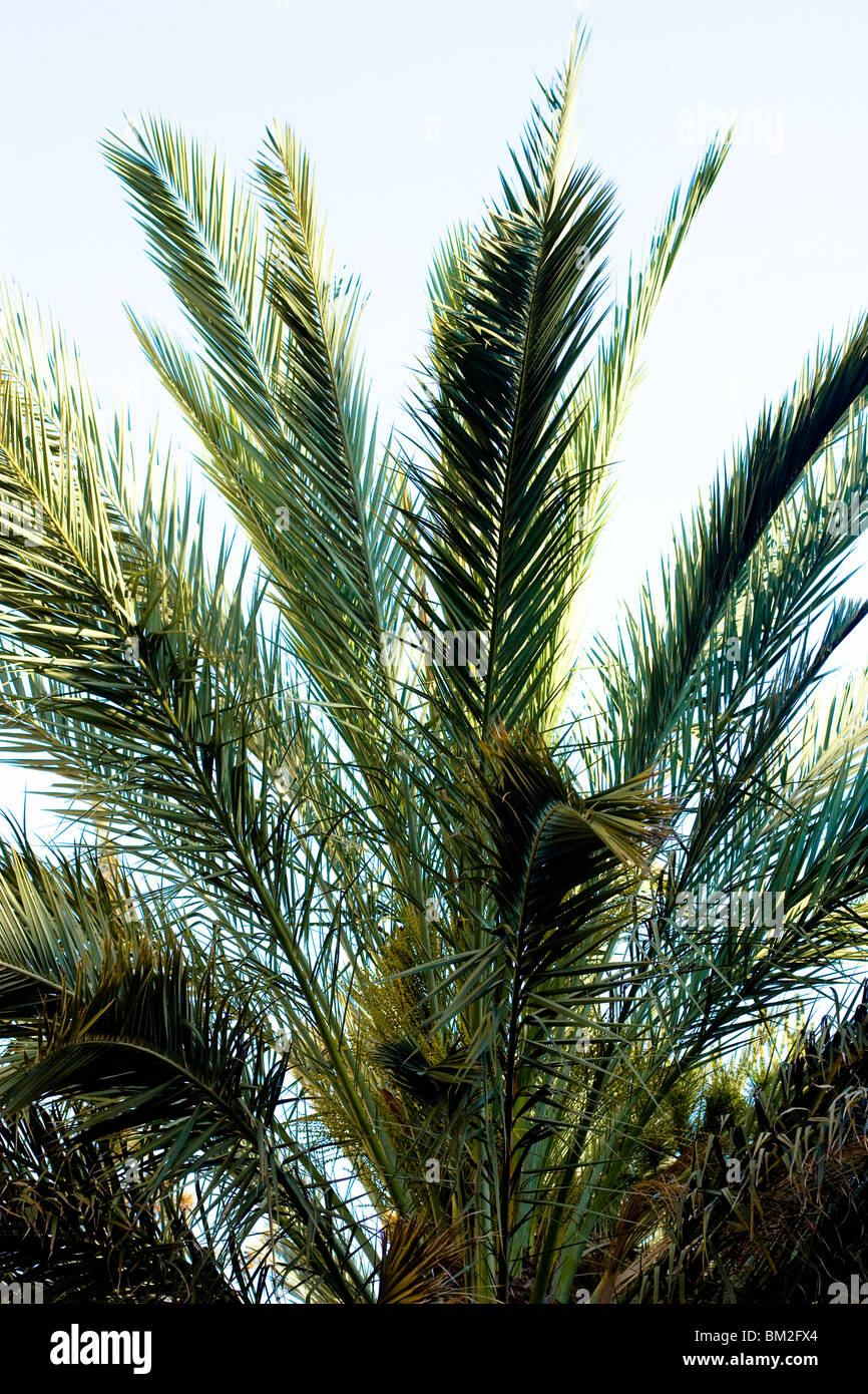 Eine Palme in Alanya, Türkei. Stockfoto