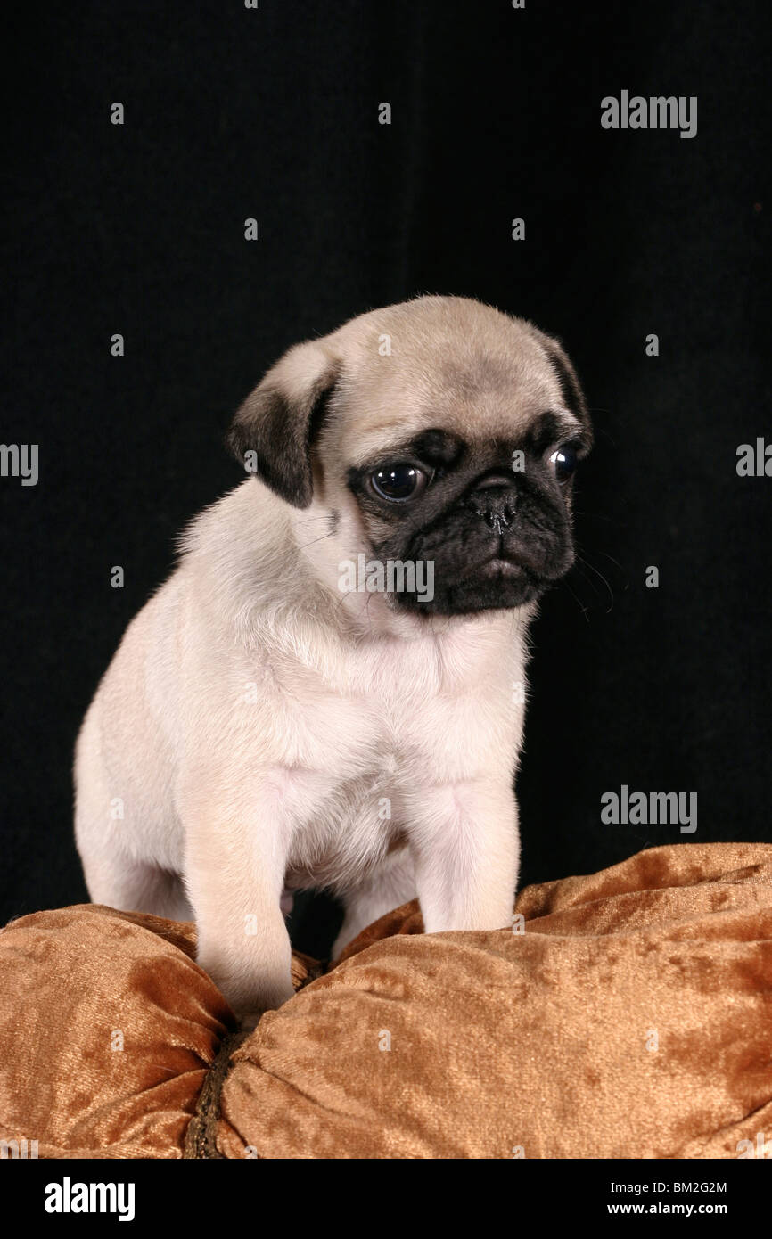Mops Welpe Auf Kissen / Mops Welpen Stockfotografie Alamy