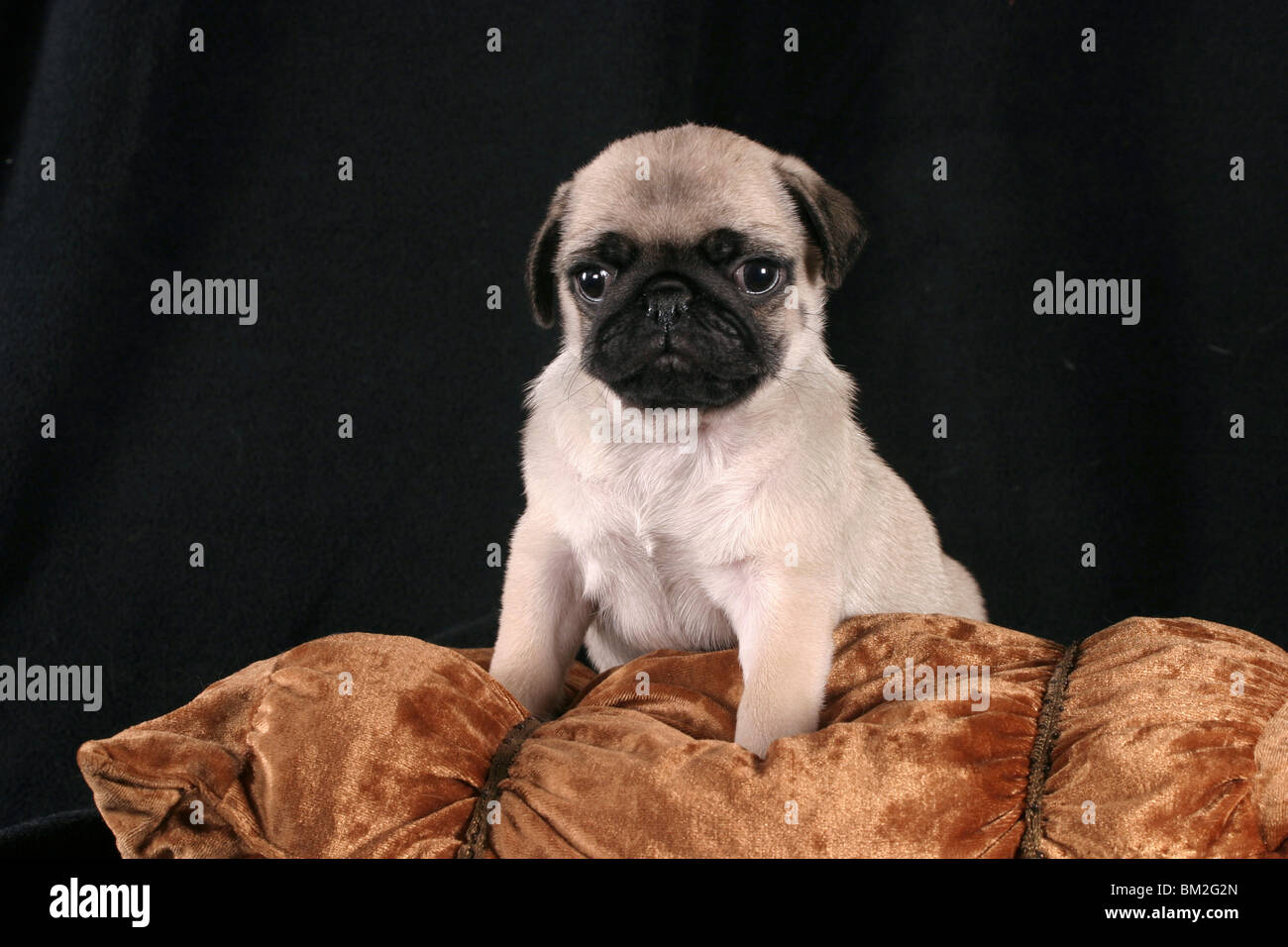 Mops Welpe Auf Kissen / Mops Welpen Stockfotografie Alamy