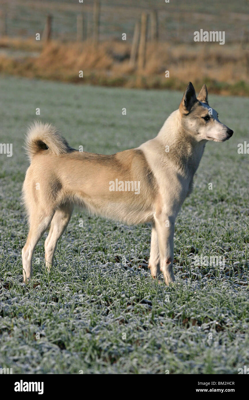 Westsibirischer Laika Im Stand / Stand Laika Stockfoto