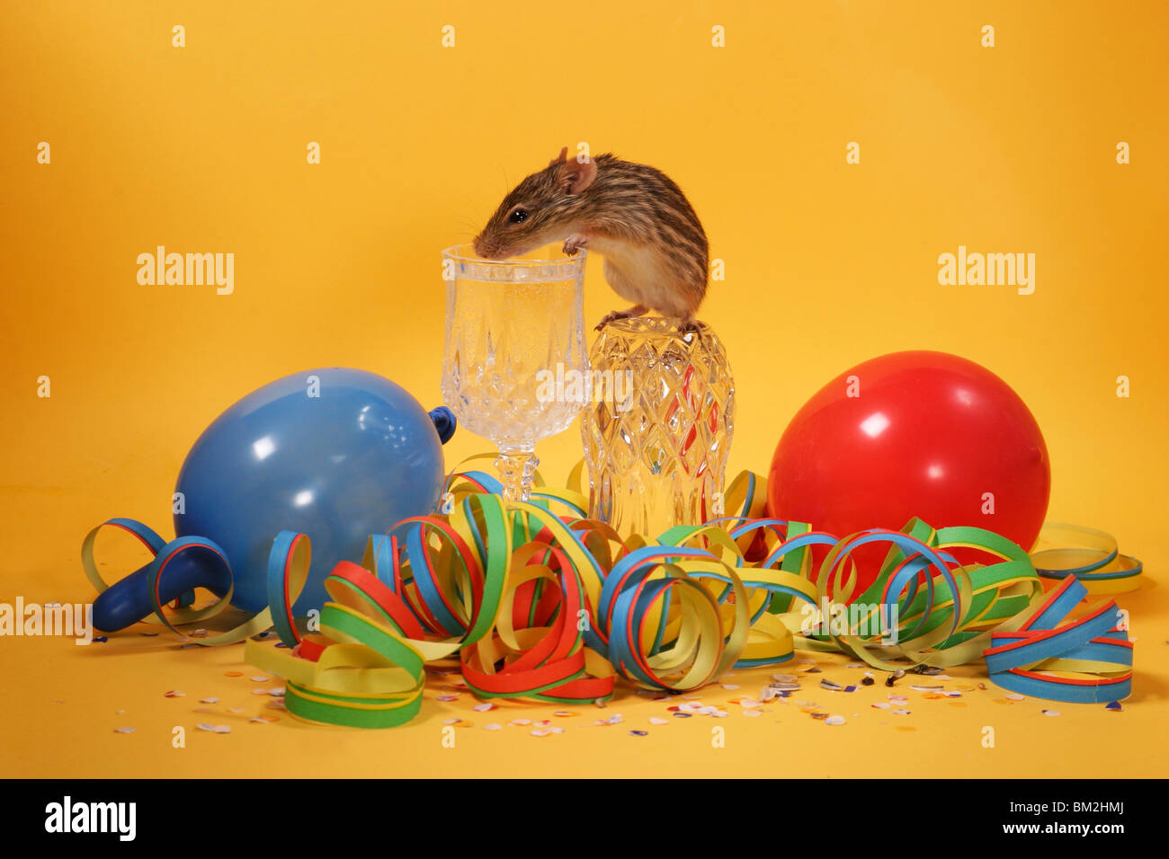 Streifenmaus Silvester / Gras Maus ausgezogen Stockfotografie - Alamy