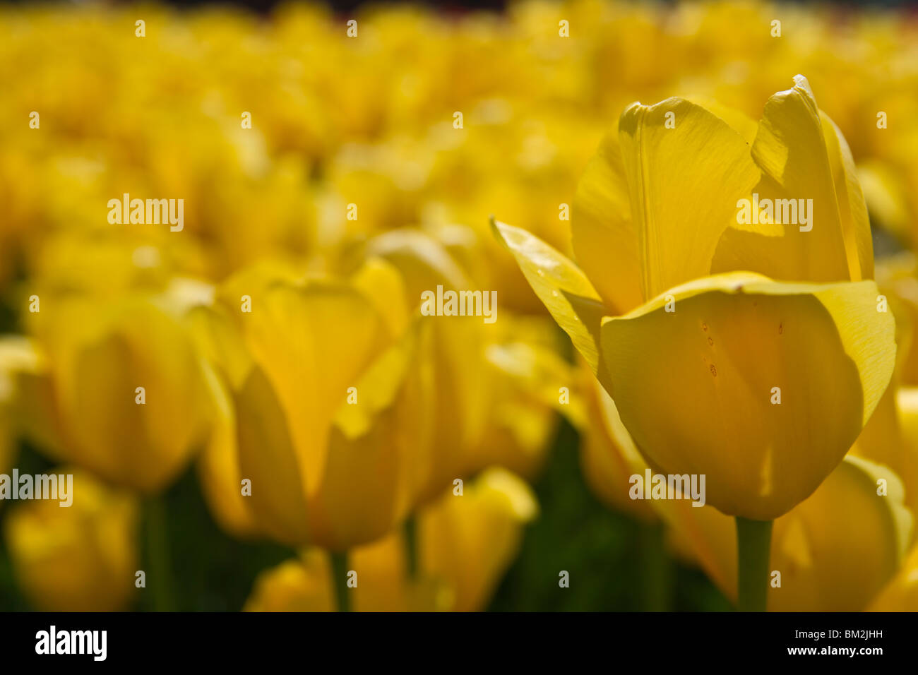 Ein Feld von gelben Tulpen blühende Köpfe Holland MI USA von oben Ansicht Niemand Art still Life Vollbild verschwommener Hintergrund Hi-res Stockfoto