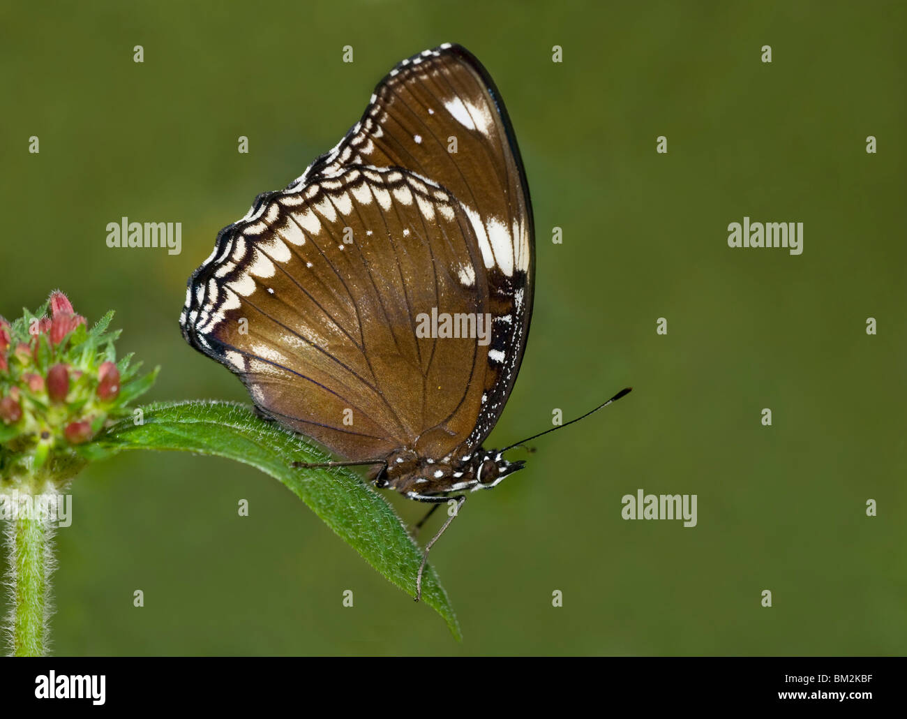 Nahaufnahme eines großen Eggfly Schmetterlings (Hypolimnas Bolina) Stockfoto