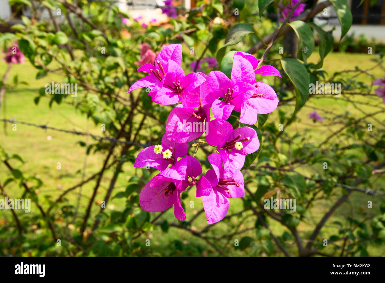 Bougainvilleen ein gemeinsames Magenta oder lila blühender Strauch von Indien. Stockfoto