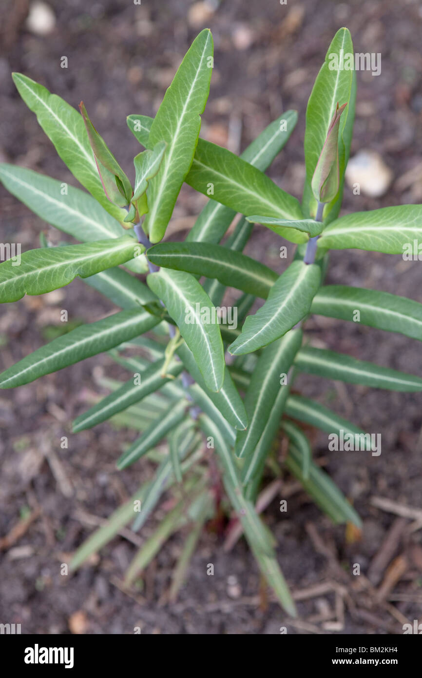 Euphorbia Lathyris (Caper Spurge oder Papier Wolfsmilch) ist eine Art von Wolfsmilch Stockfoto