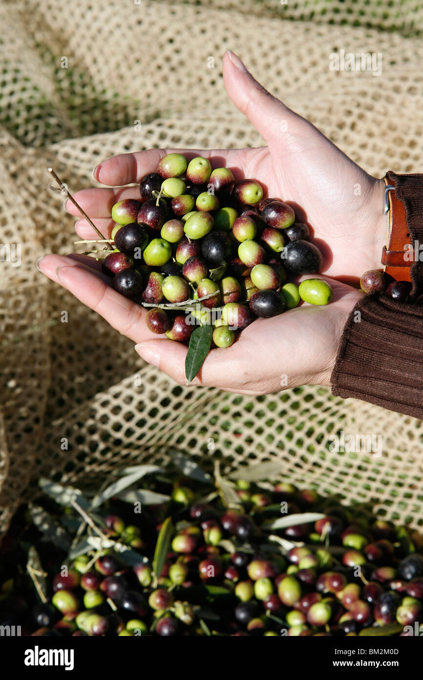 Oliven pflücken, Italien Stockfoto