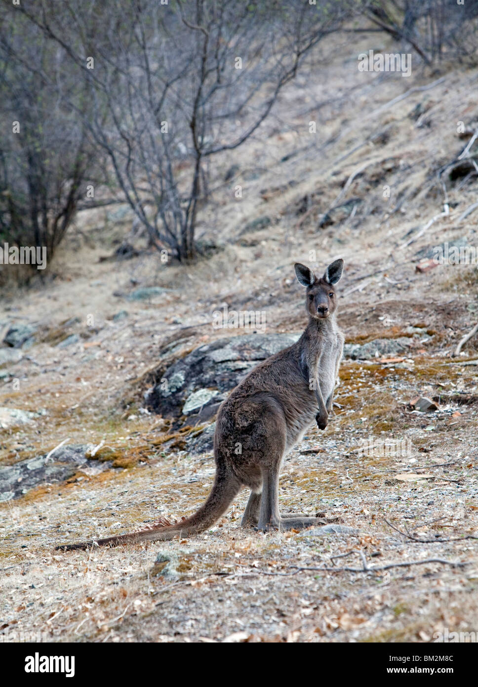 Westliche graue Känguru (Macropus Fuliginosus) in Eukalyptus-Wald ...
