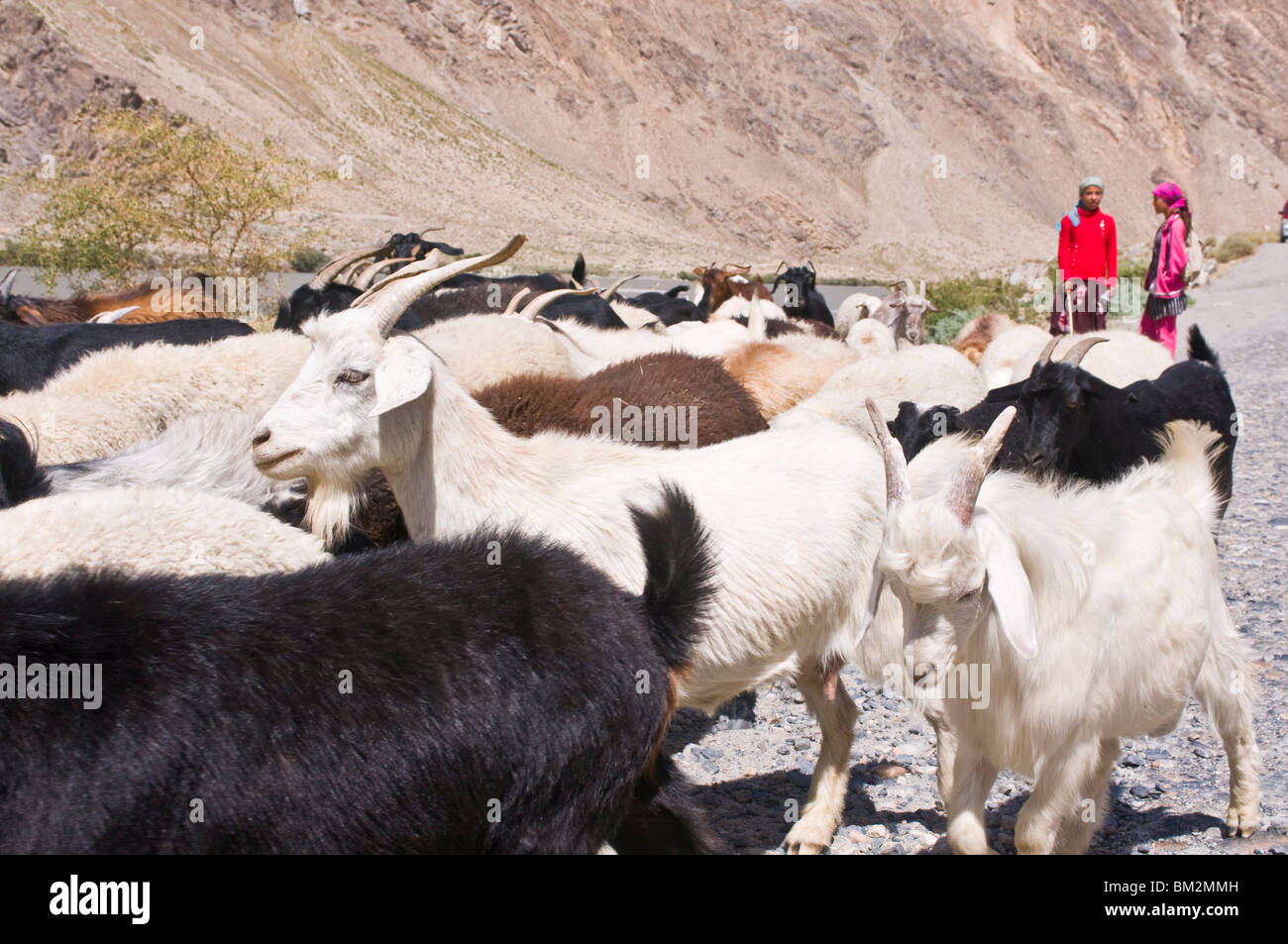 Zwei Mädchen mit Ziegenherde, Wakhan Valley, der Pamir, Tadschikistan Stockfoto