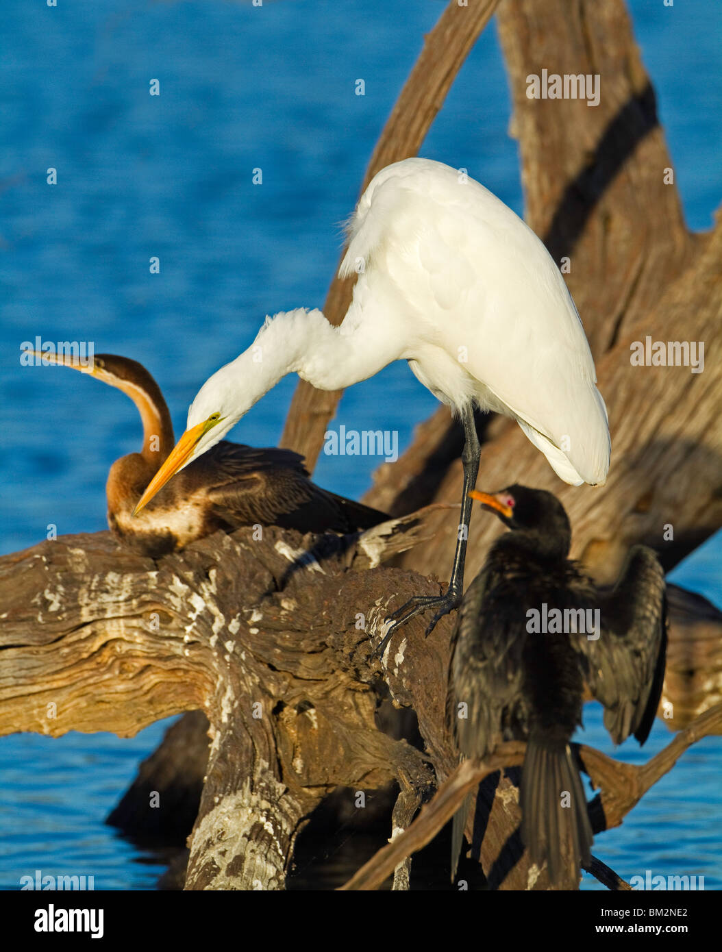 Wasservögel Stockfoto