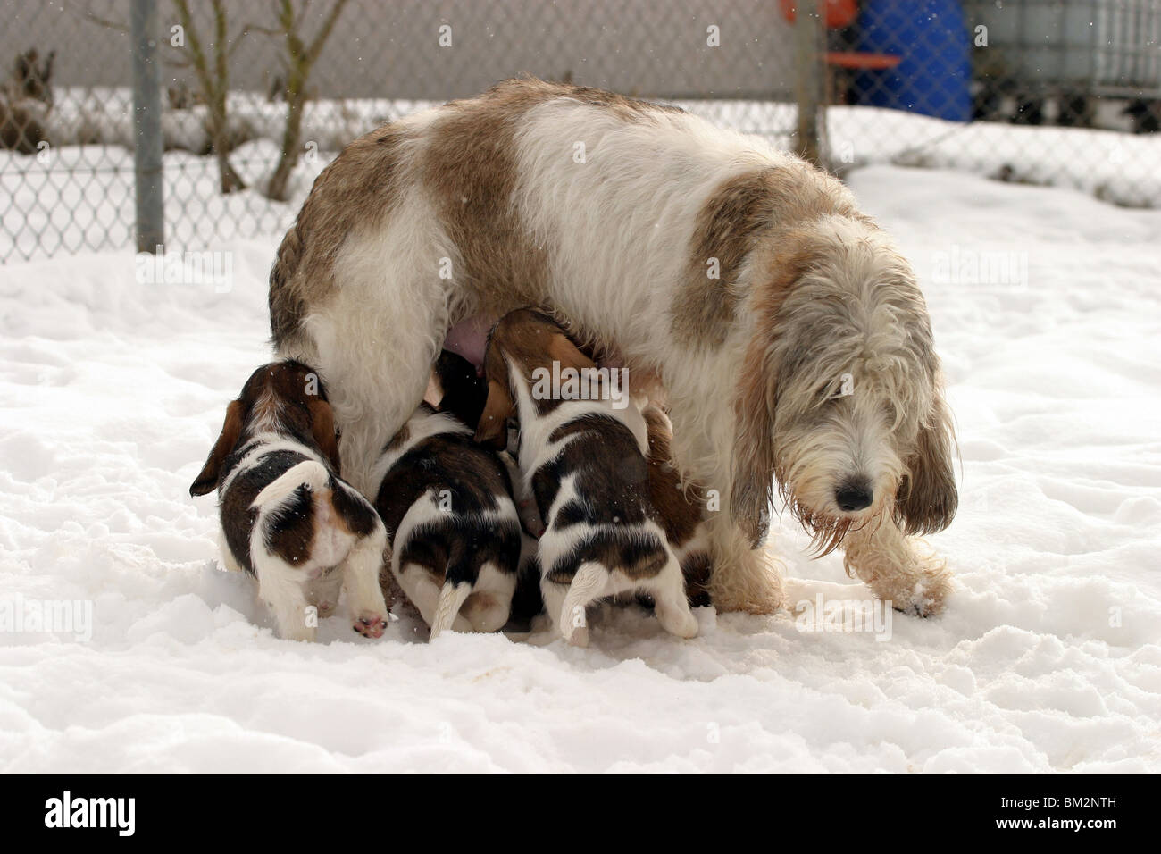 Hundemutter Mit Welpen / Mutter mit Welpen Stockfoto