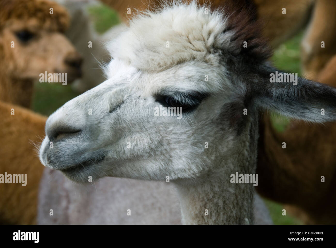 Alpaka, Vicugna Pacos, auf einem Bauernhof in der Nähe von Sedburgh, Cumbria, England, UK Stockfoto