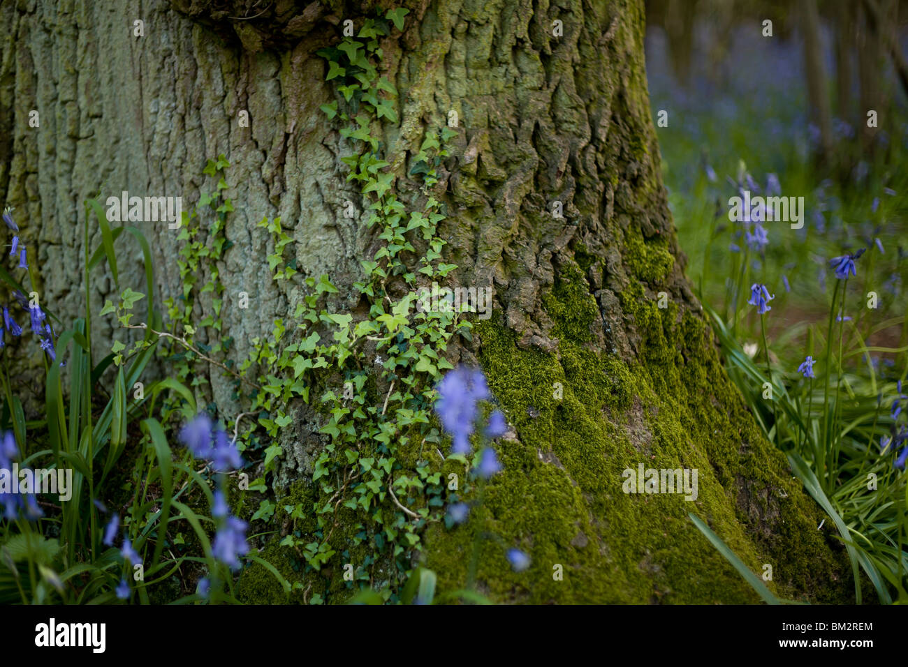 Bluebell Detail am Fuße des Baumes Stockfoto