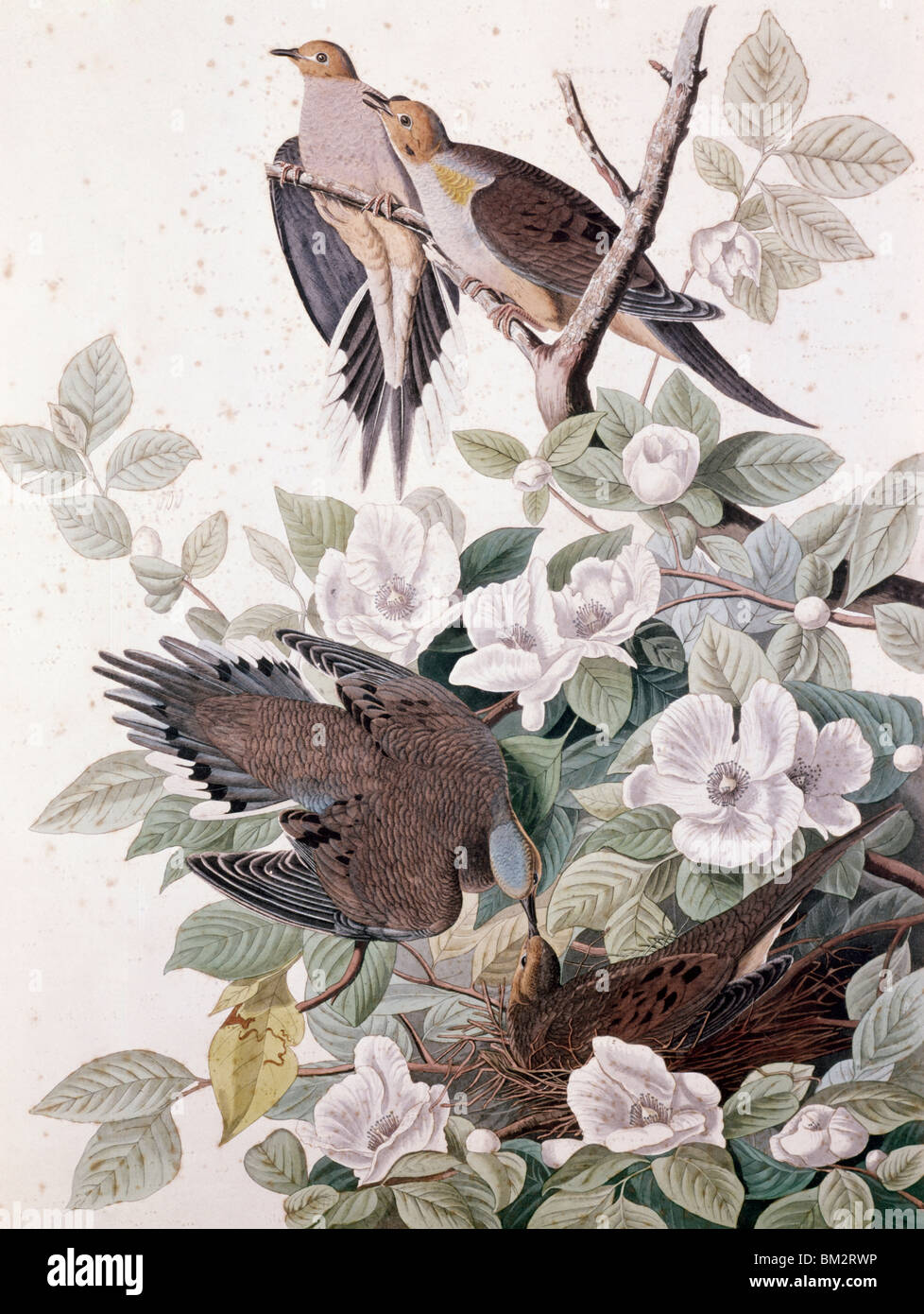 Carolina Taube oder Turteltaube von Audubon (1785-1851) Stockfoto