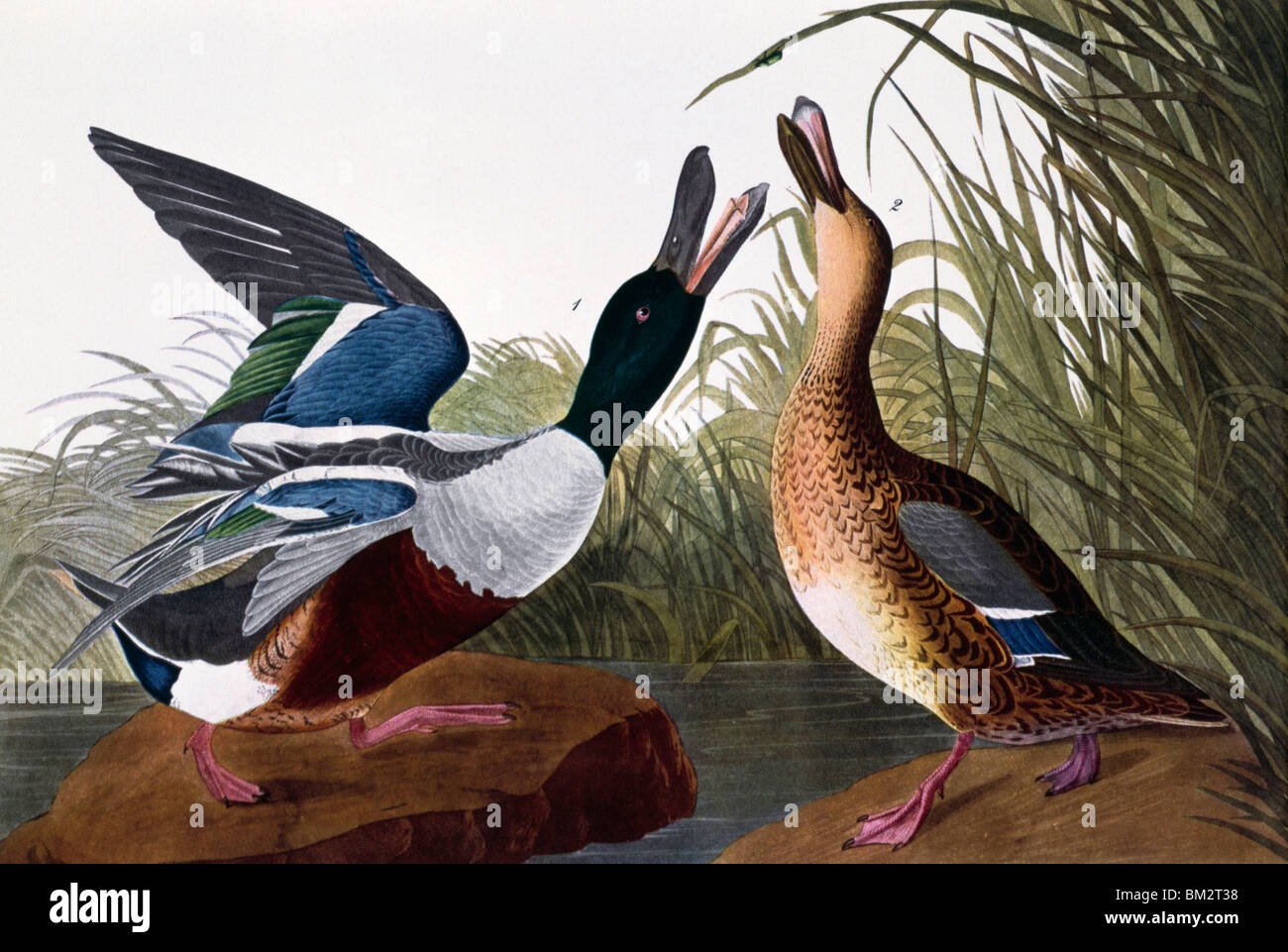 Schauﬂer Ente, männlich und weiblich von Audubon, Lithographie, (1785-1851) Stockfoto
