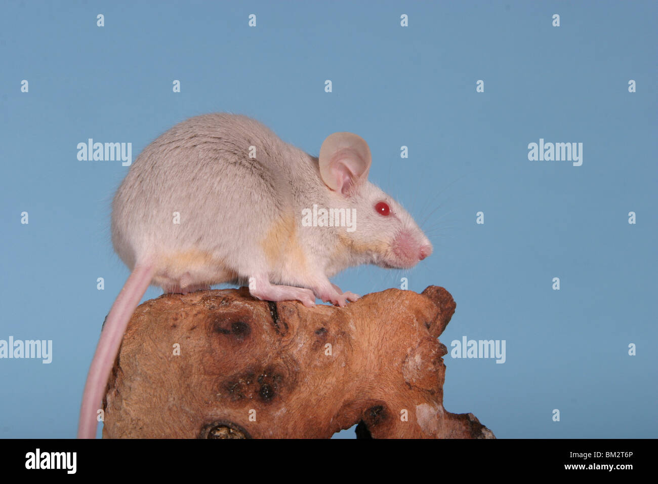 Graue Farbmaus / Maus grau Stockfoto