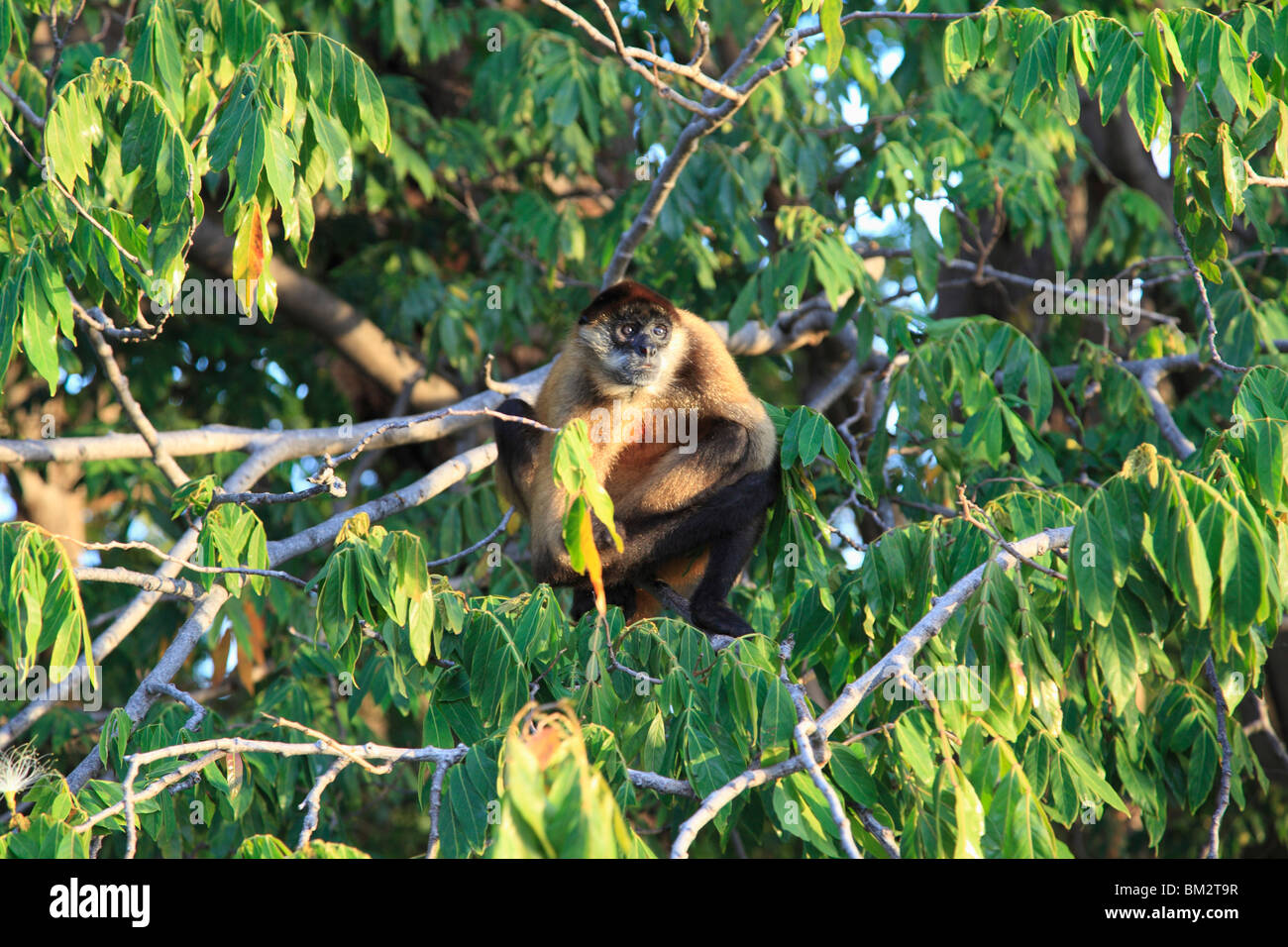 Monkey Island, Las Isletas Archipel der 365 Inseln, Nicaragua-See, Granada, Nicaragua, Mittelamerika Stockfoto