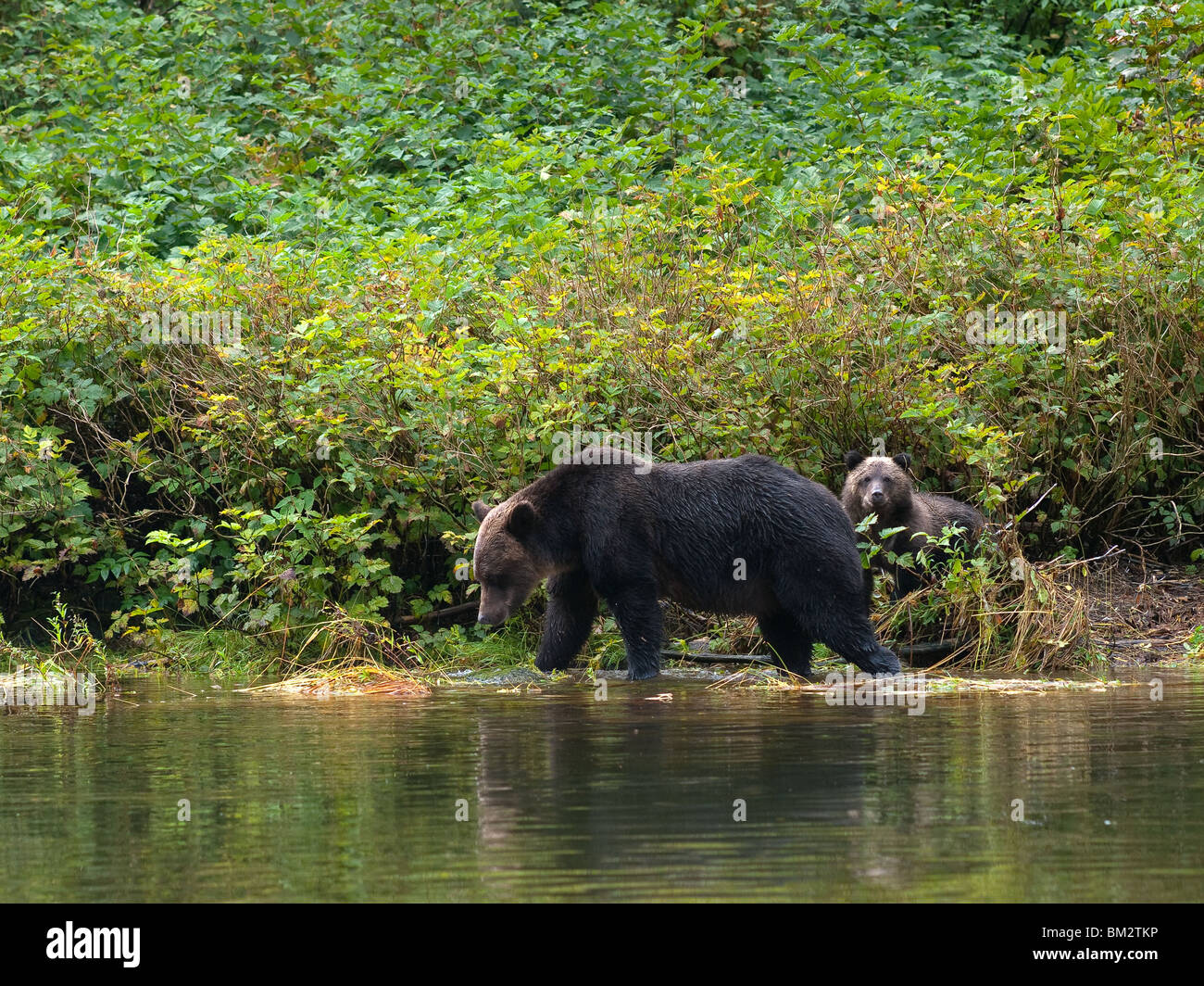 Grizzly Bär, Ursus Arctos Horribilis und Cub auf der Suche nach Lachs im Fluss Stockfoto