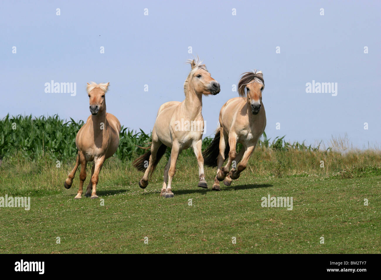 Rennende Pferde / Pferde laufen Stockfoto