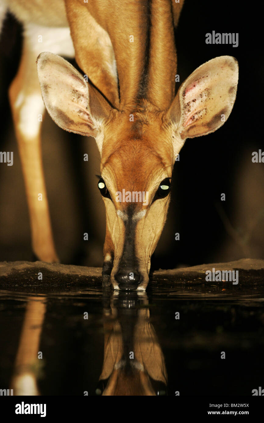 weiblicher Nyala-Antilopen, trinken in der Nacht Stockfoto