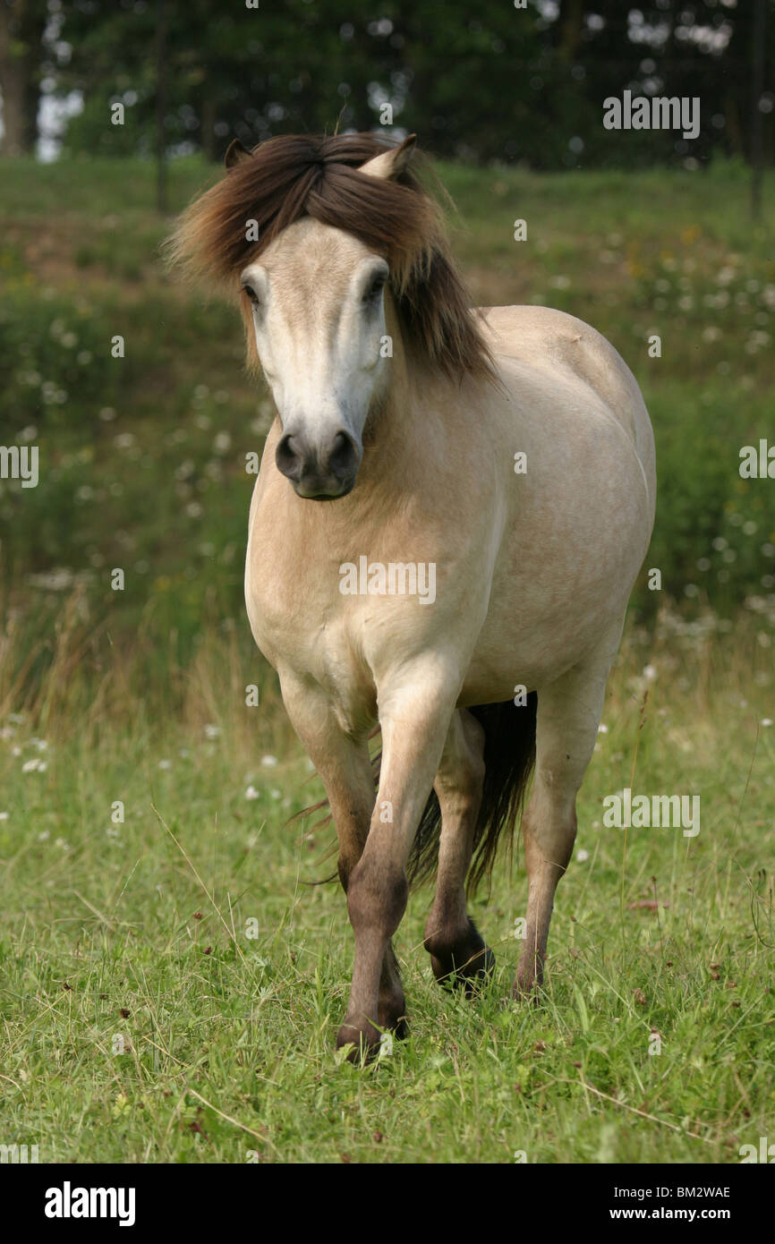 Islandisches pony -Fotos und -Bildmaterial in hoher Auflösung – Alamy