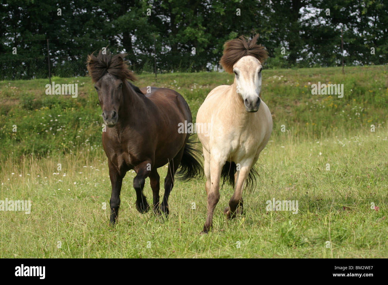 Rennende Pferde / Pferde laufen Stockfoto
