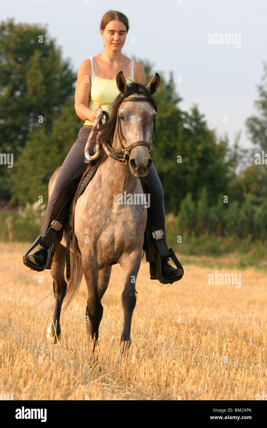 pferd und reiter  pferd und reiterin stockfoto bild