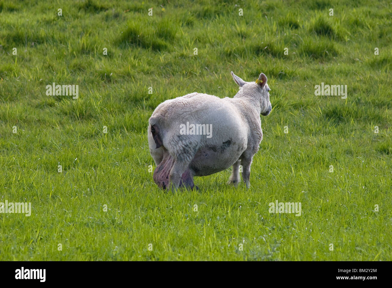EWE ziehen geschwollene Zitzen entlang Rasen, Dumfries & Galloway, Schottland Stockfoto