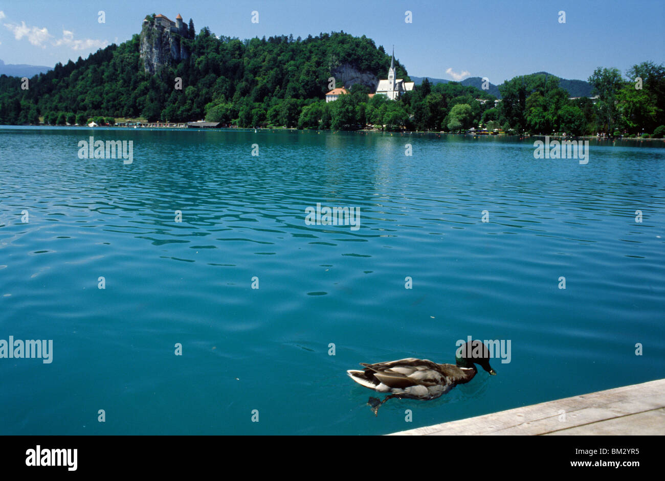 Slowenien, 15. Juni 2009--eine Ente am Bleder See. Bled Castle kann im Hintergrund zu sehen. Stockfoto