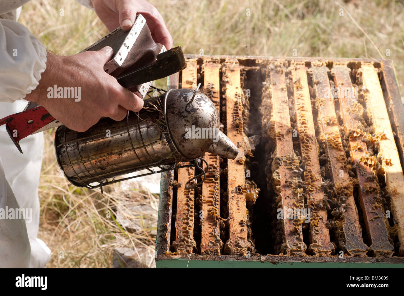 Ein Commercail Imker Rauchen seinen Bienenstock Stockfoto
