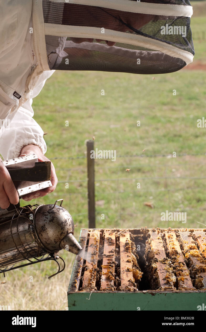 Ein Commercail Imker Rauchen seinen Bienenstock Stockfoto