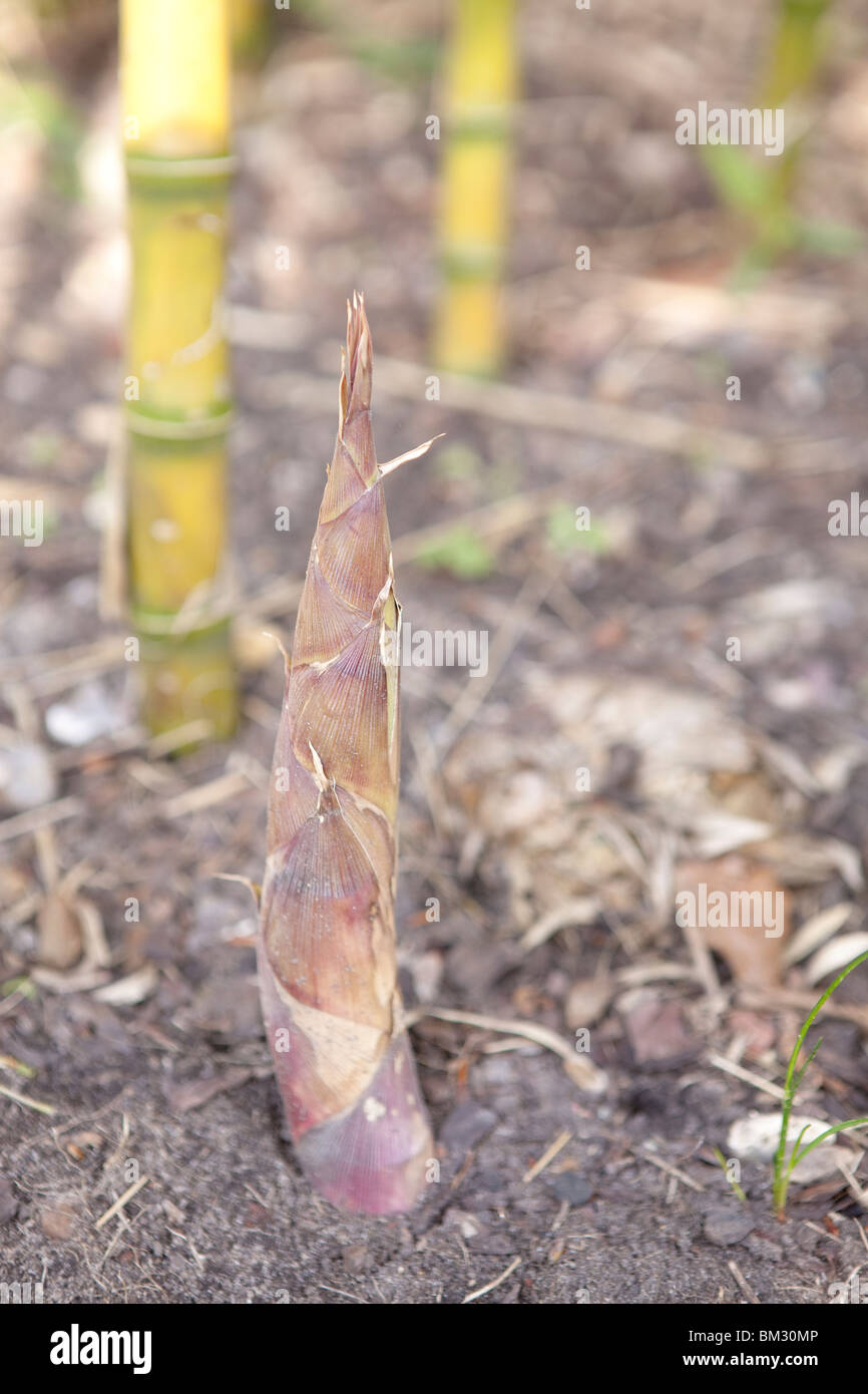 Wachstum der jungen Bambus wchst wild mit neuen schiet nach oben  Stockfotografie - Alamy