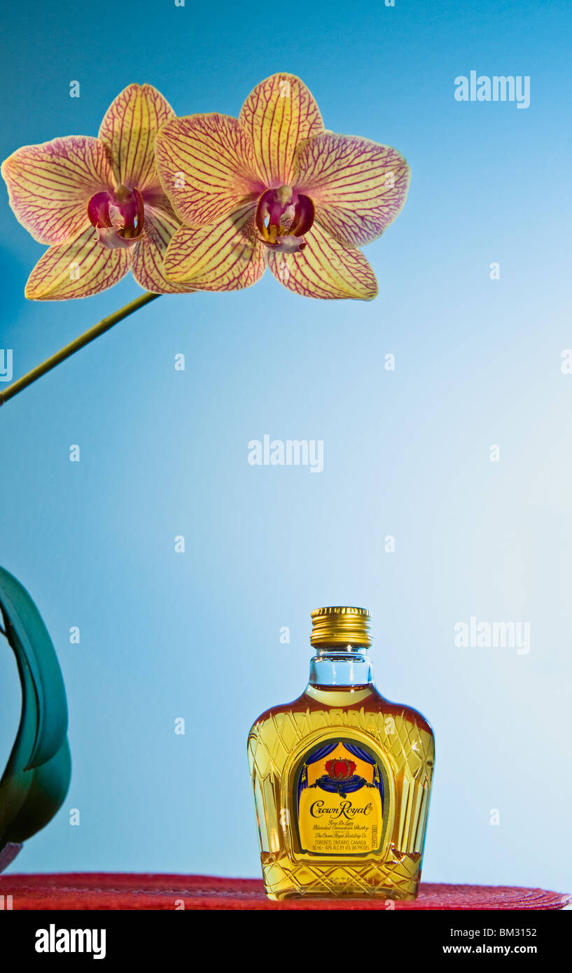 Eine Flasche Whiskey und eine blühende Orchidee hybrid Stockfoto