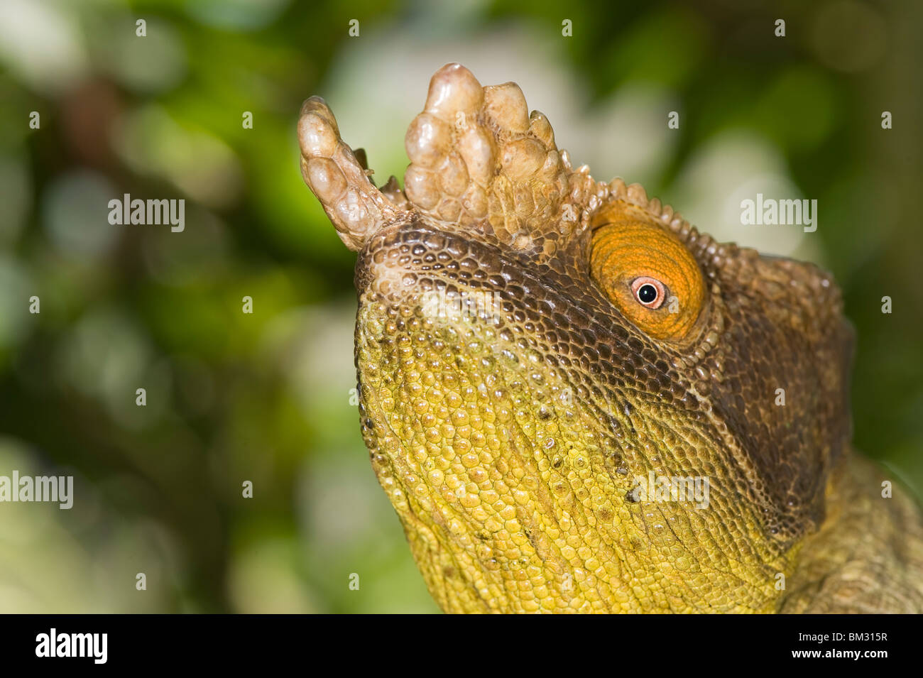 Parsons Chamäleon (Calumma Parsonii), Madagaskar Stockfoto