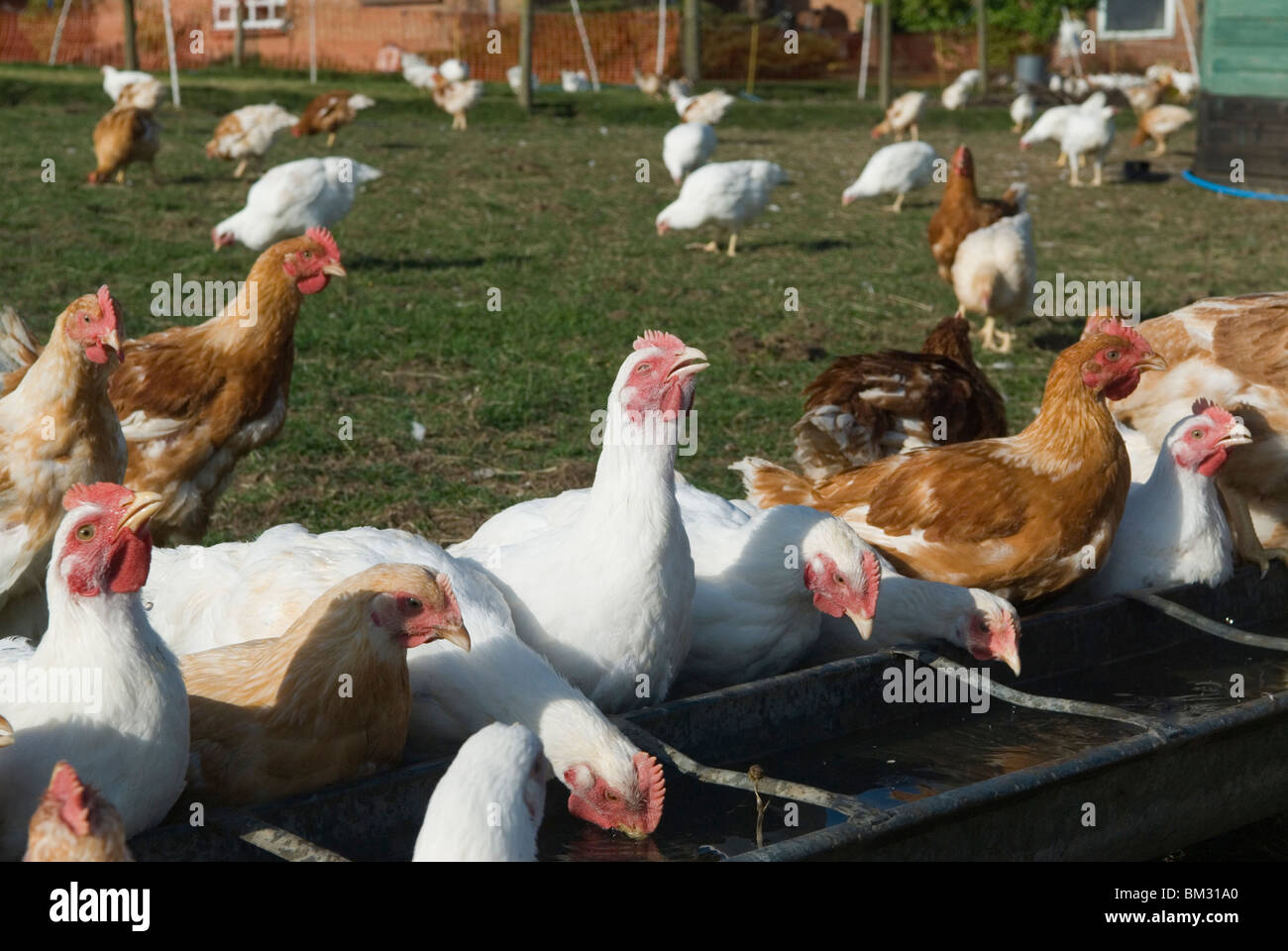 Free Range chickens. Stockfoto