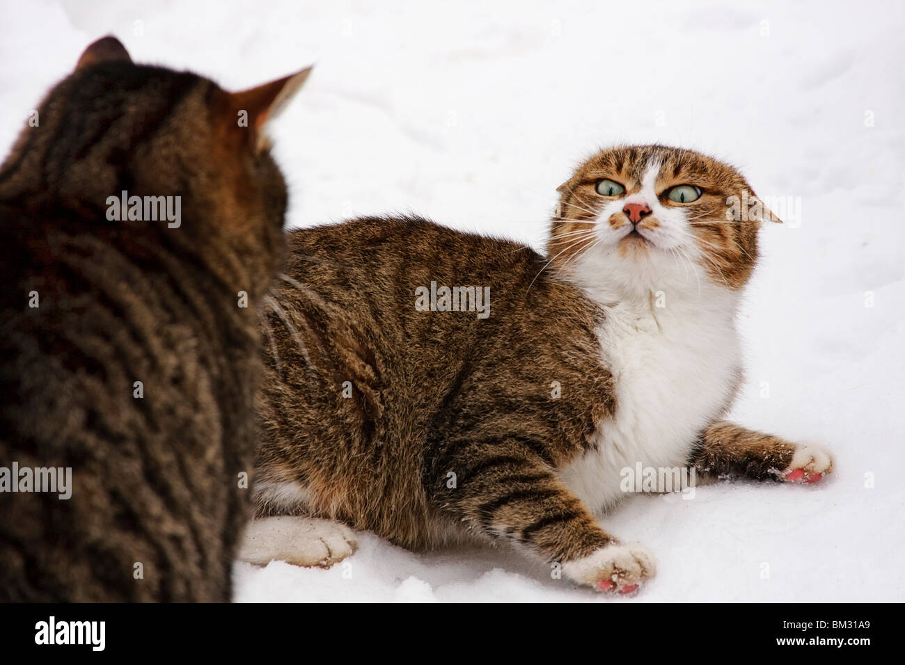Die Katze hat eine Katze aus für eine Ecke angegriffen. Stockfoto