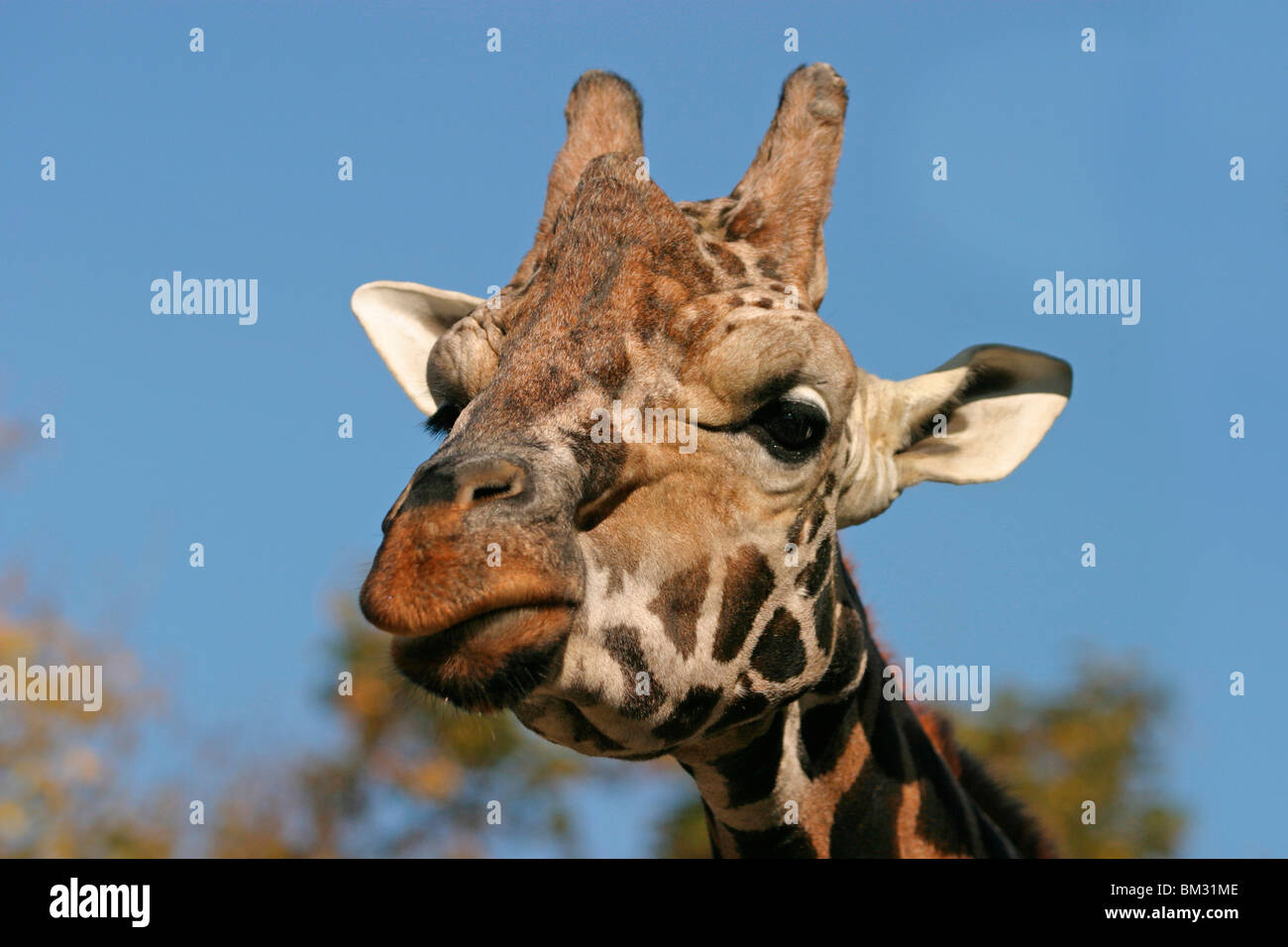 Rothschildgiraffe Im Portrait / Giraffe Stockfoto