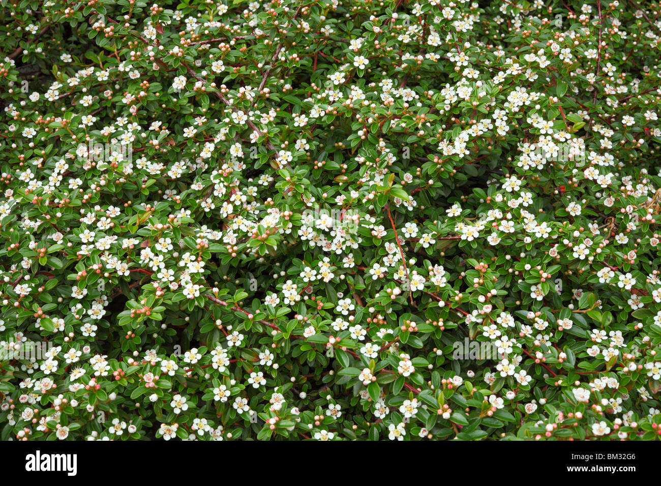 Irga Horizontalis Strauch weiße Frühling Blüte Stockfoto