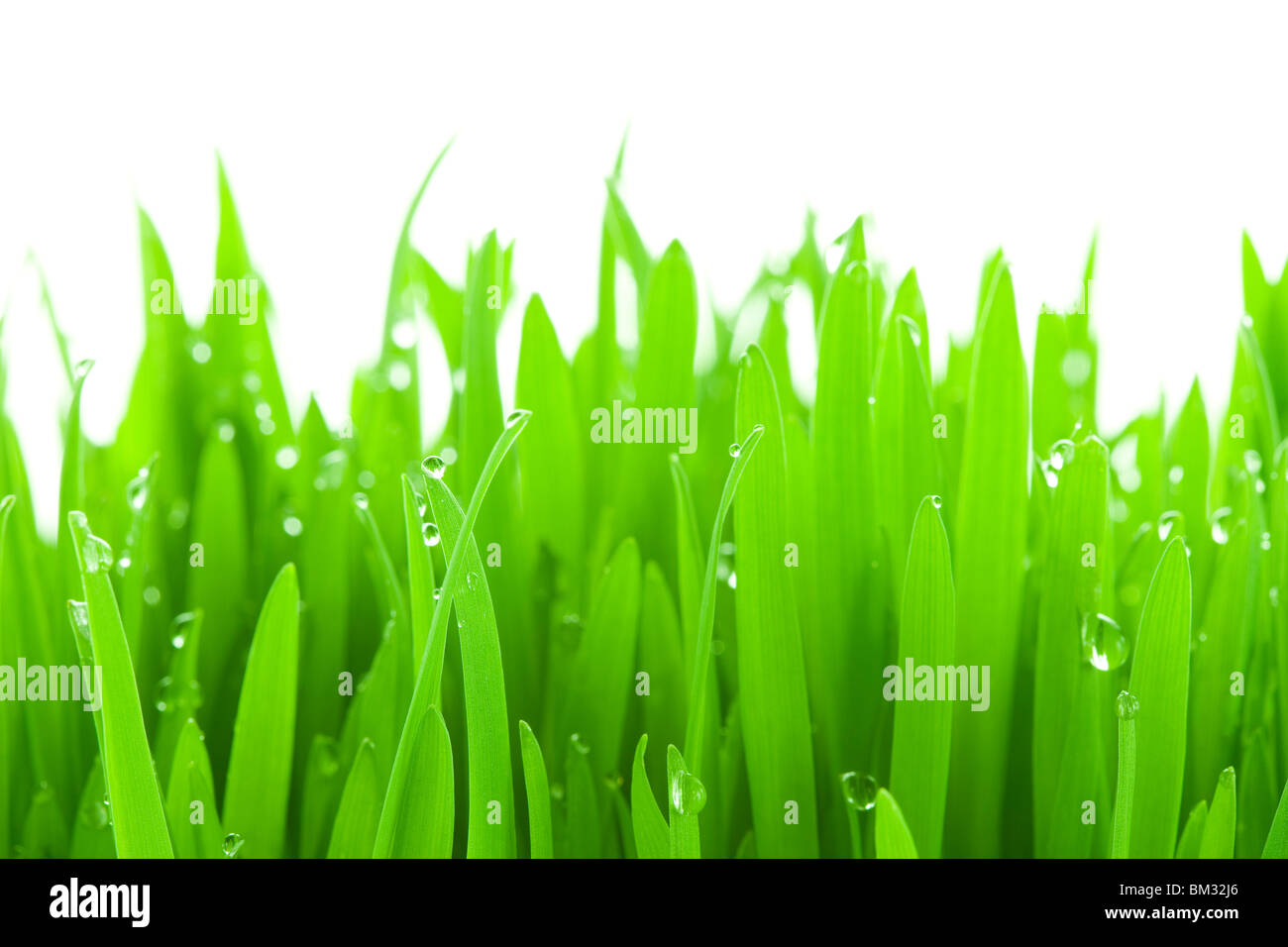 Wassertropfen auf Gras, Nahaufnahme, weißer Hintergrund Stockfoto